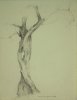 1909 - Albero